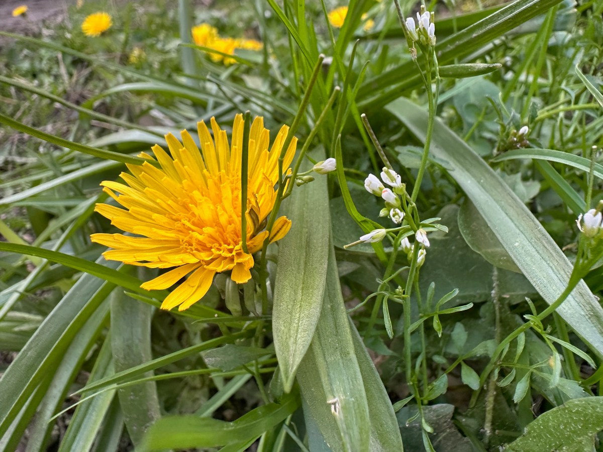 Song for Today: Better to Have Lost in Love (Than Never to Have Loved At&nbsp;All)