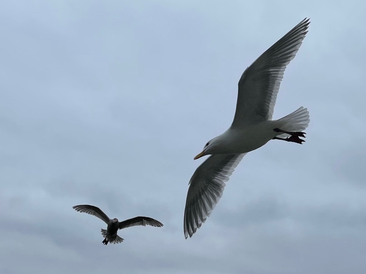 Song for Today:&nbsp;SAGA