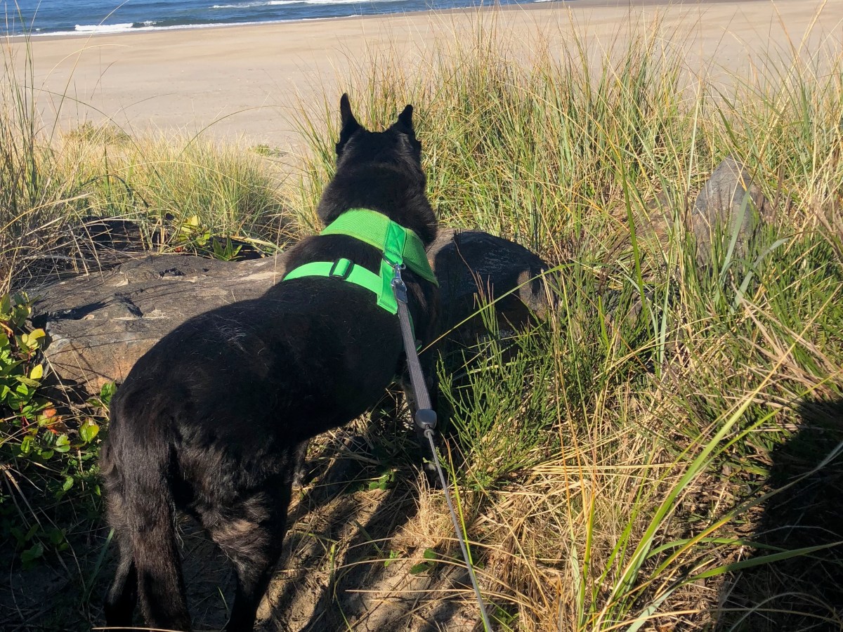 Song for Today: The Other Black&nbsp;Dog