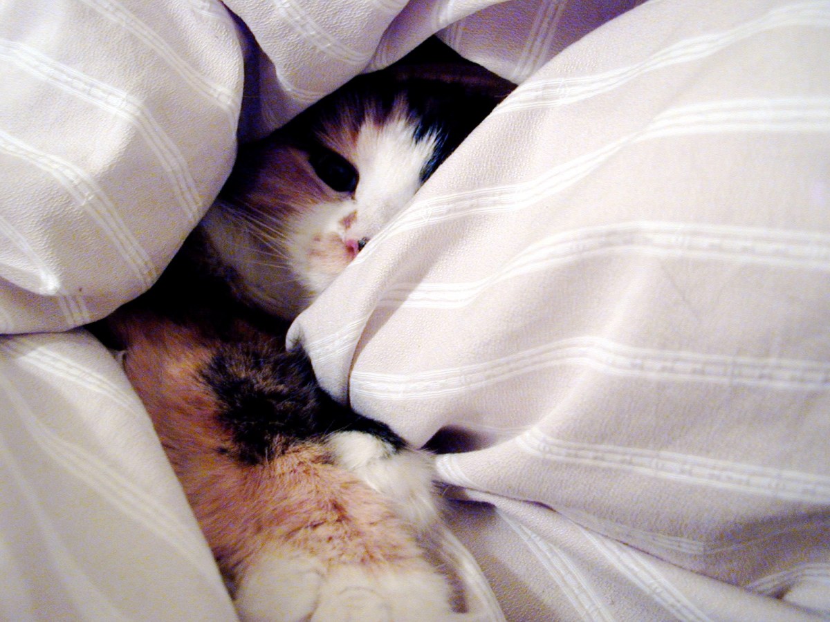 Song for Today: A Heart Needs a&nbsp;Home